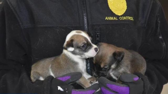 More than 60 neglected dogs, newborn puppies, rescued from waste-filled shack