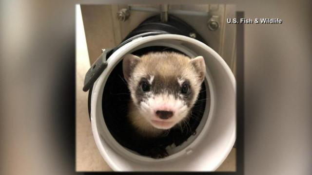 Cute and cloned! Scientists duplicated endangered black-footed ferret 