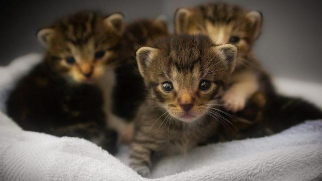 In June, pick your price to adopt a cat or kitten from Wake's animal shelter