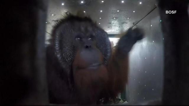 Rehabilitated orangutans released into the wild 