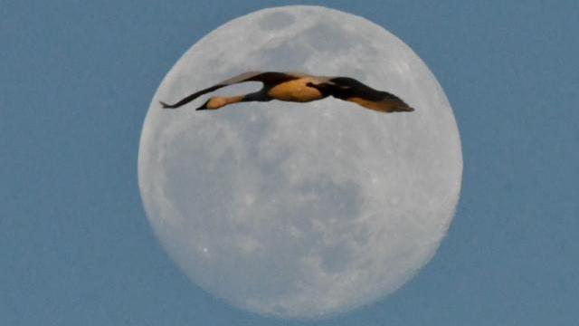 TOM EARNHARDT: When swans fly over the Carolina moon