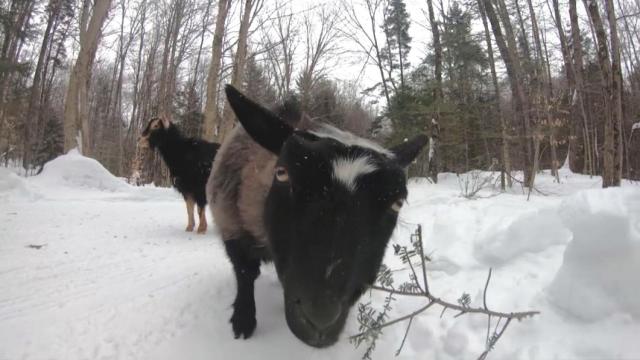 Grab your snowshoes and spend some time with...goats! 
