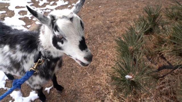 Too big for yoga, goats turn hiking companions