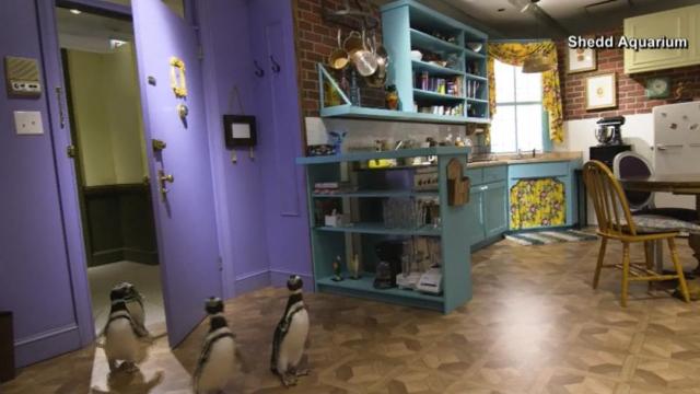 Penguins visit Friends set 