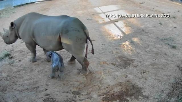 Rare black rhino born at Australia zoo 
