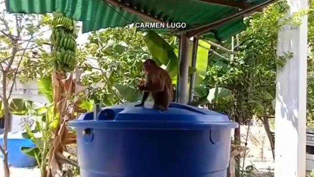 Monkeys escape from zoo to search for food 