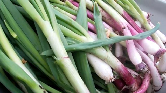 NC State expert offers spring vegetable gardening tips