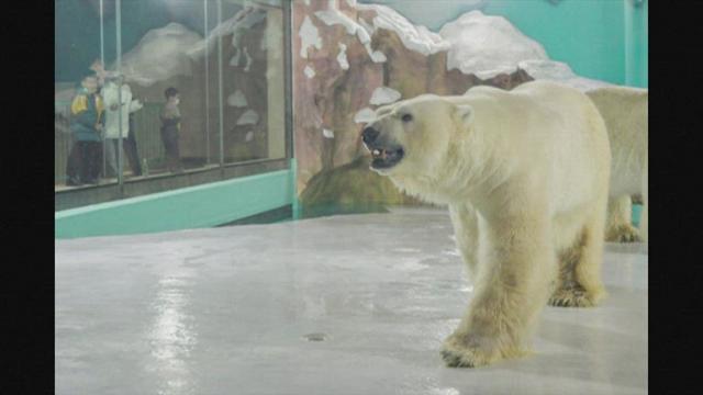 Polar bear hotel opens in China