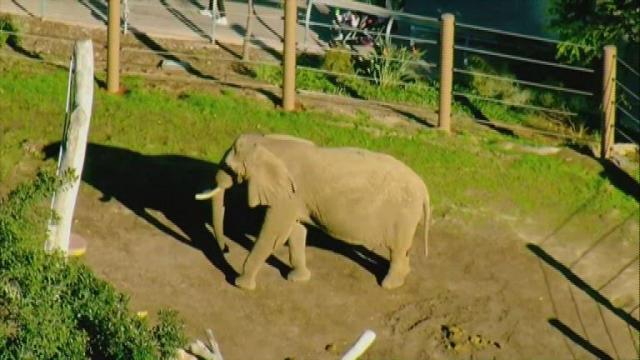 Man arrested after taking 2-year-old into elephant exhibit at zoo