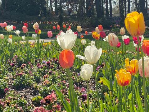 Raleigh flower trail: Best springtime hikes, trails, parks and activities in Raleigh.