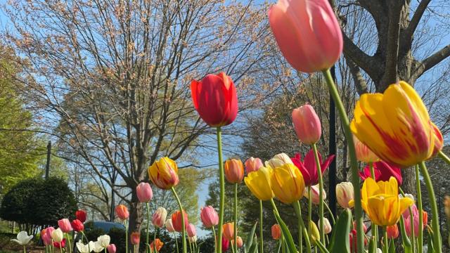 Raleigh's flower trail: Your guide to the best blooms and springtime trails