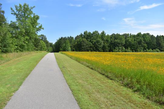 Bursting wildflowers along Raleigh Greenway Trails. (Image courtesy of the City of Raleigh)

