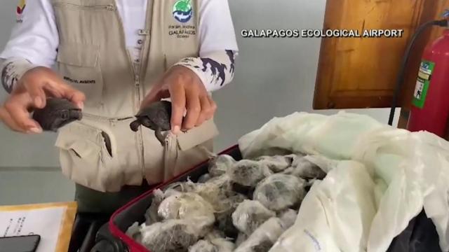 Endangered baby turtles found in suitcase 