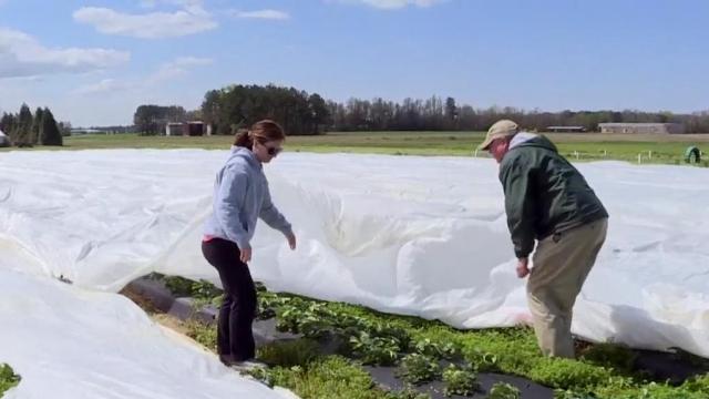 Freezing temperatures threaten strawberry crop