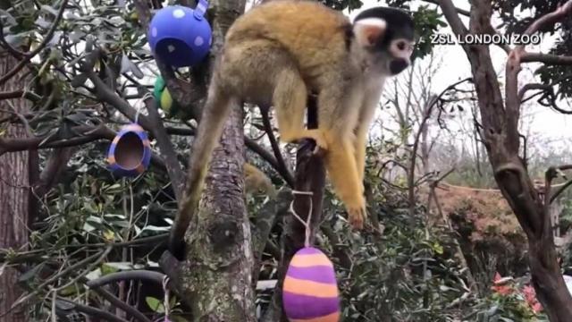 London zoo animals go on Easter egg hunt 