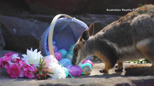 Cute alert! Aussie animals enjoy Easter treats