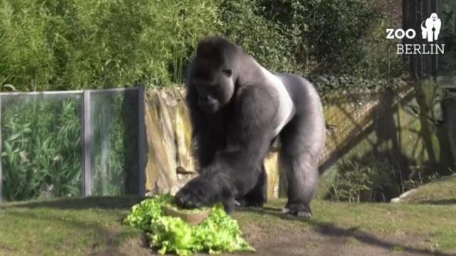Gorilla family receives Easter egg treats 