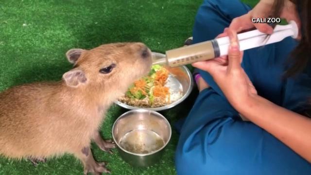 Abandoned baby capybara finds new home at Colombian zoo