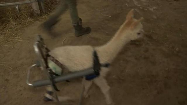 Adorable and amazing: Baby alpaca walks again with wheels 