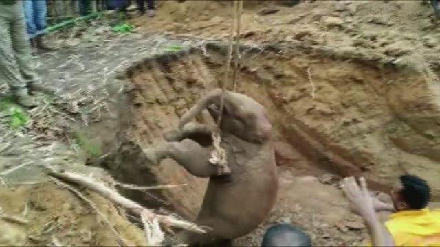 Baby elephant rescued from well in India 