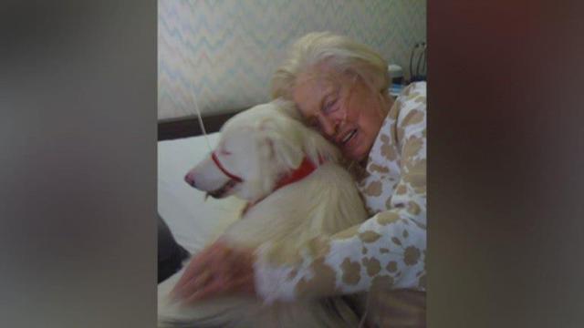 Blind therapy dog overcomes challenge to spread love