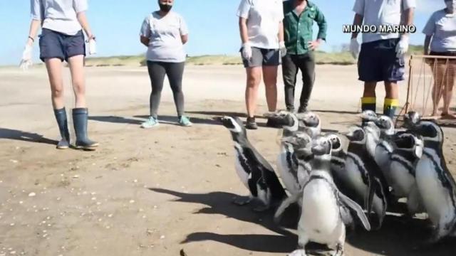 Rescued penguins return to the sea 