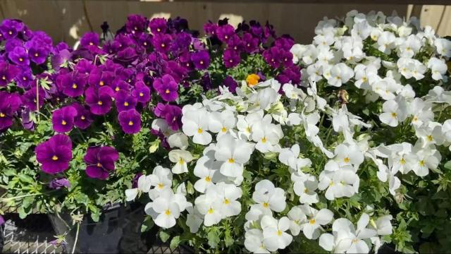Small Business Spotlight: Celebrate spring at Piedmont Feed & Garden Center 