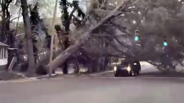 Family escapes harm as falling tree in Durham narrowly misses SUV