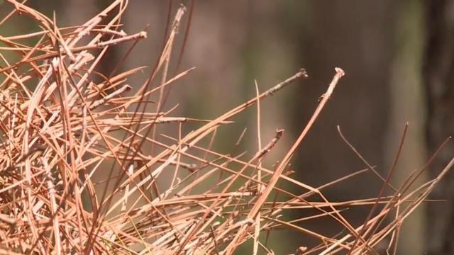 'In great demand:' Pine straw helps boom Southeast economy 