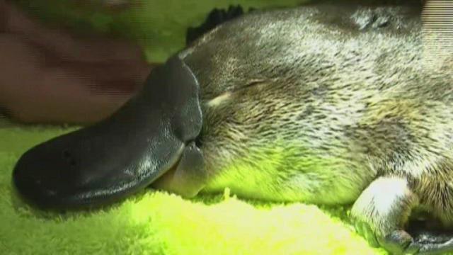 Australia researchers race to save platypus species