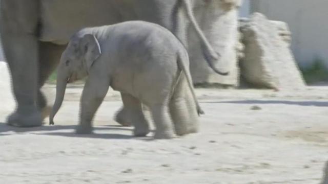 Adorable: Baby elephant explores in Germany 