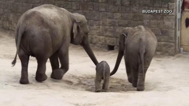 Precious: Baby elephant takes its first steps 