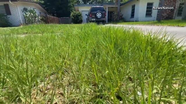 NC local guide: How to care for your lawn this spring (for beginners)