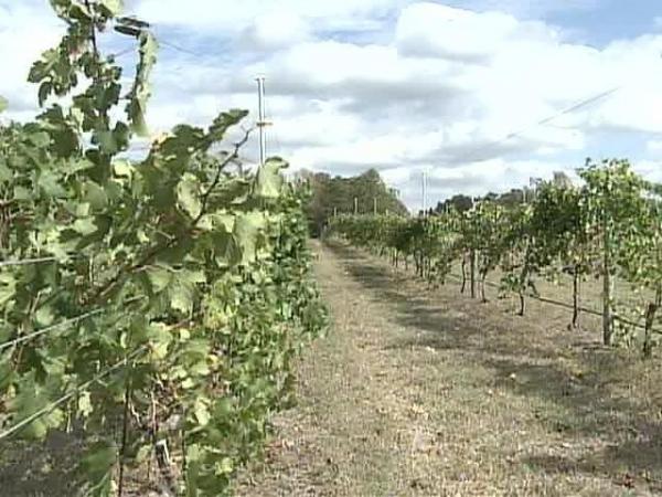 Vineyards Turn Lack of Water Into Wine Wealth 