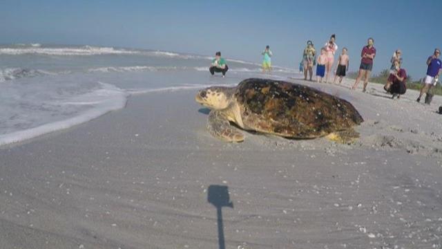 Sea turtle nest damaged at Emerald Isle
