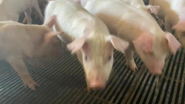 Pandemic pig shortage could impact price of pork 