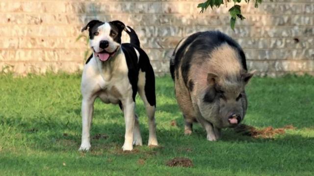 Couple petition for pigs to be allowed as pets in Chapel Hill