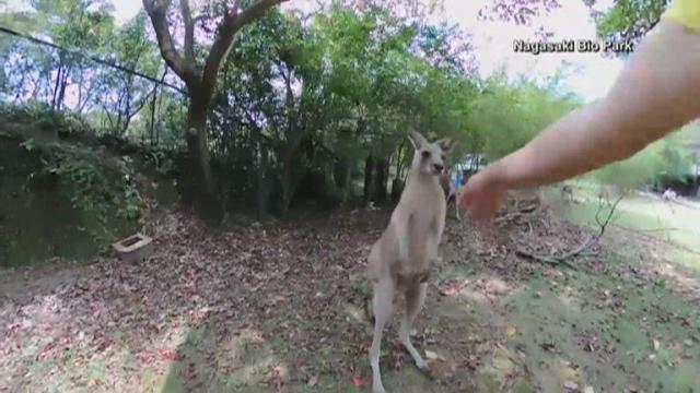 Zookeeper filming boxing kangaroos gets surprise