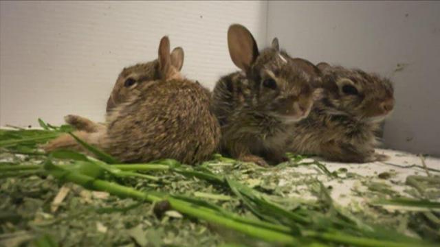 Woman starts bunny rescue out of her home