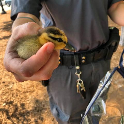 Beyond the duck call of duty: Ducklings rescued from Durham storm drain 