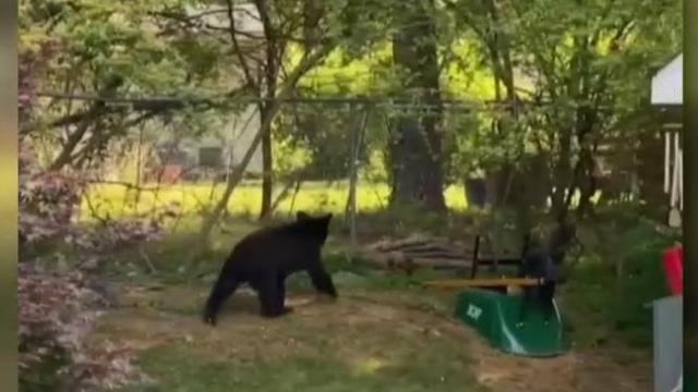 Residents report bear sightings in north Raleigh, North Hills 