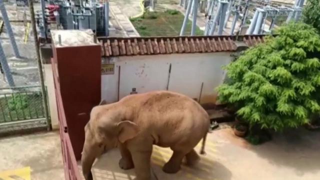 Elephants on the loose: Migrating herd moves through Chinese province 