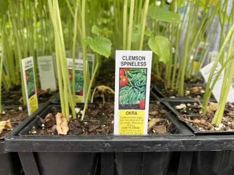 Okra is a great crop to plant in the summer time, when it's hot and humid and the threat of frost has passed. Photo taken at Logan's Garden Shop in downtown Raleigh. 