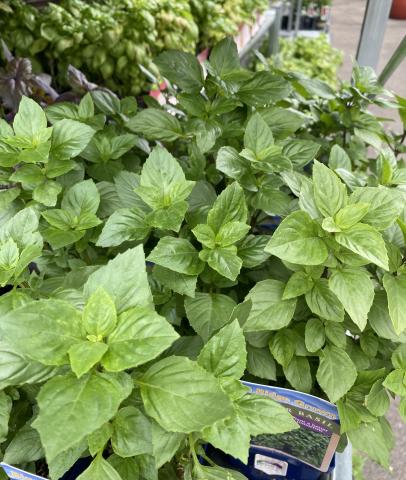 Basil is perfect for growing in the summer and loves the heat. Photo taken at Logan's Garden Shop in downtown Raleigh. 