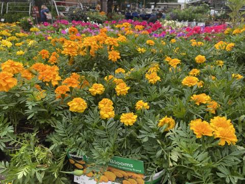 If youre impatient, try planting marigolds now. They are fast bloomers, and so you'll see your hard work pay off quickly! 