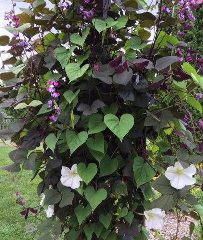 The white flowers will compliment the lablab bean perfectly. This vine can grow up the sides of fences, mailboxes or a trellis. Photo from the NC State Cooperative Extension, posted by Steve Pettis. (https://henderson.ces.ncsu.edu/2020/09/garden-update-september-2020/?src=rss)