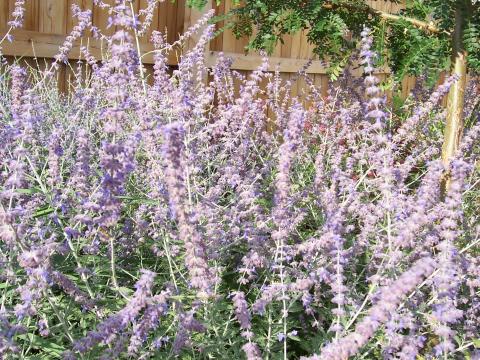 Russian sage is a flowering perinanial that can get up to 3 feet tall. Its foliage smells as lovely as it looks. Photo from Patrick Standish on flicker. (https://www.flickr.com/photos/patrickstandish/1129912103)