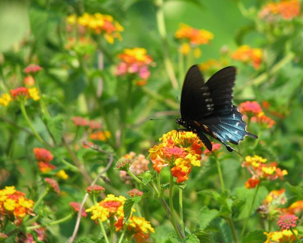 'Miss Huff' Lantanas will attract lots of butterflies. You should plant these in the summer. Photo taken by Vicki DeLoach, posted on Flickr. (https://www.flickr.com/photos/vickisnature/12498498124/)