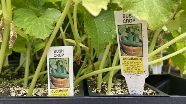 Cucumbers are great to plant during the summer! After planting, expect to harvest the veggie after 55 to 65 days. Photo taken at Logan's Garden shop in downtown Raleigh. 
