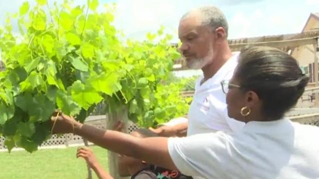 Black-owned vineyard and farm credits community for helping business thrive during pandemic 